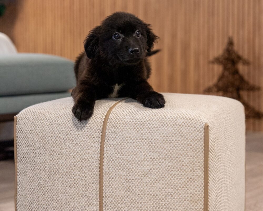 Grant Pouf in pet-friendly fabric