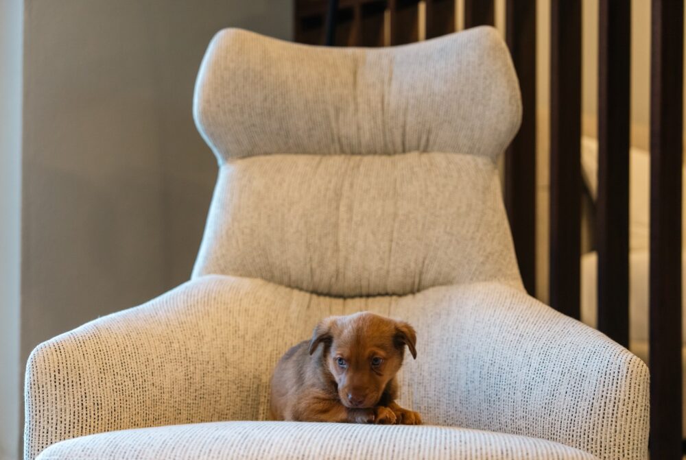 Hubert in pet-friendly fabric