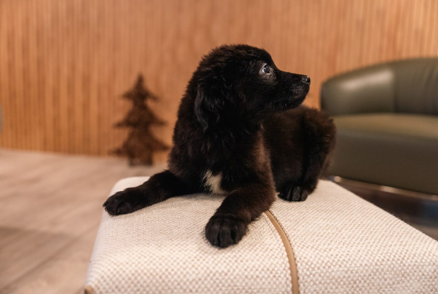Pet-friendly fabrics by Domkapa - Grant
